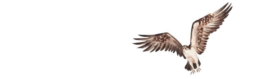Kestrels Strip