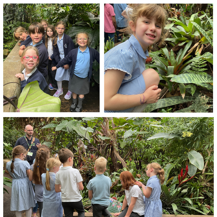 Kingfishers Living Rainforest